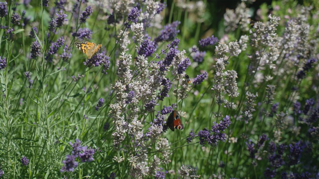 apotheke-hofwiese-gesunde-vielfalt-aromatherapie6