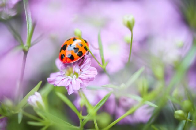 apotheke-hofwiese-ladybug