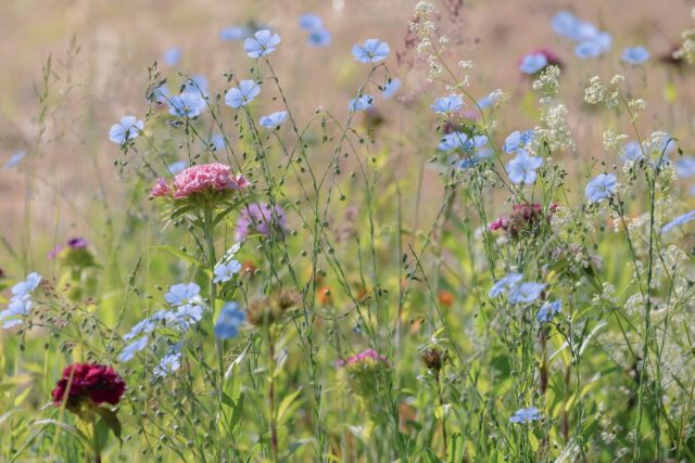 flower-meadow-g7cf37c2c9_1920